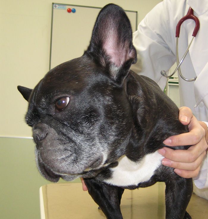 神経科 診療科のご紹介 北海道大学 動物医療センター （動物病院）