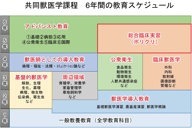 共同獣医学課程　6年間の教育スケジュール