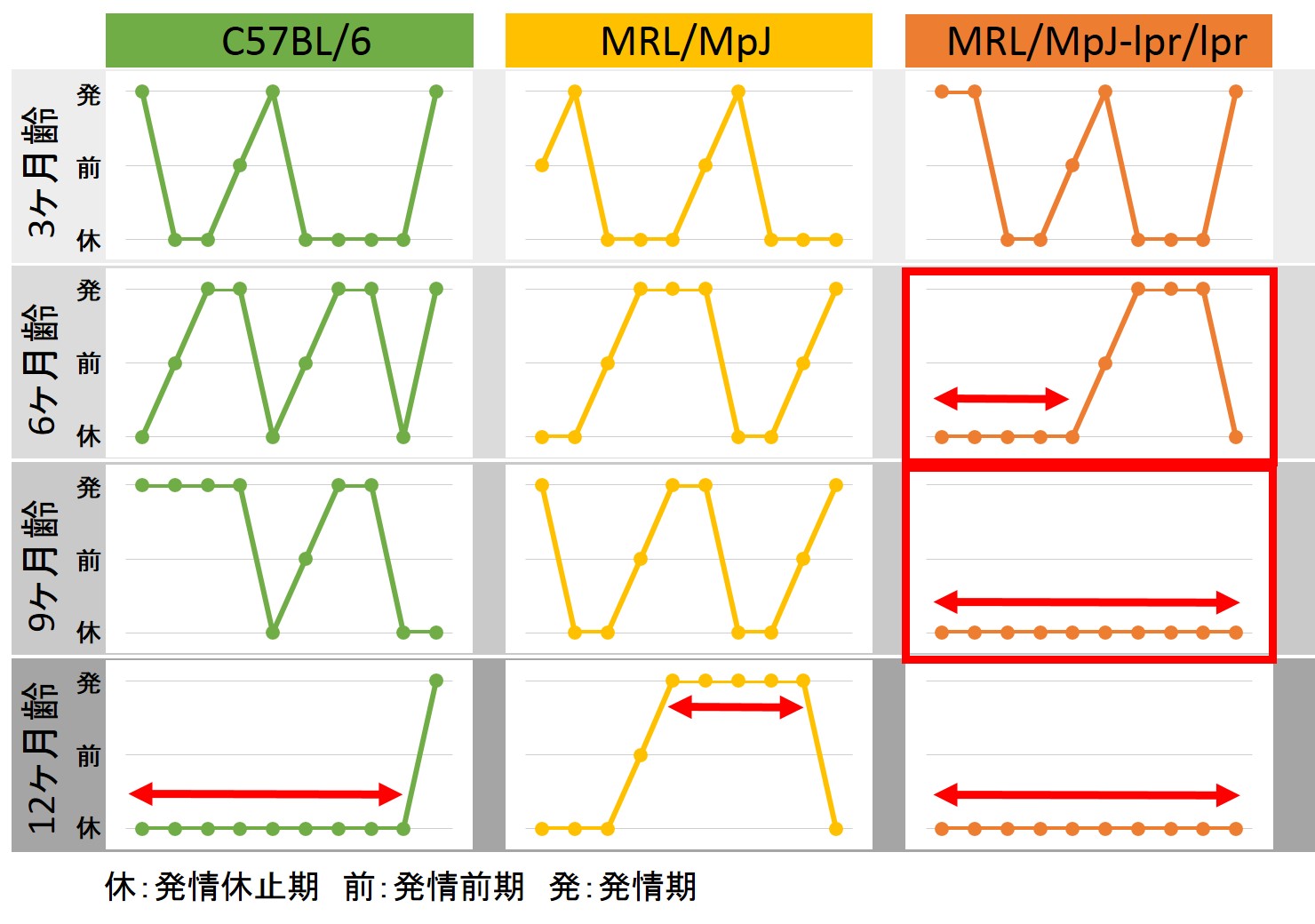 マウスの発情周期