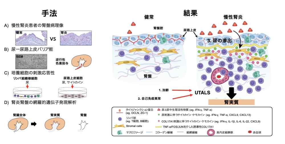 UTALSの解析手法と形成メカニズムの模式図