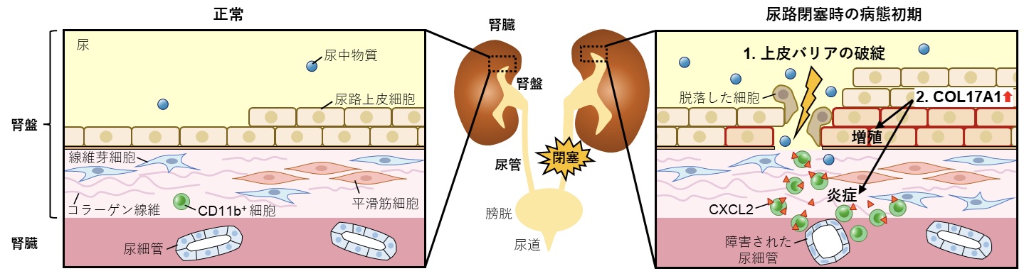 ヒトネコマウスの尿路上皮ではその障害時にCOL17A1が異所性に発現した。