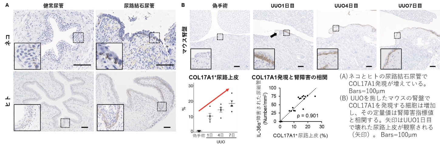 ヒトネコマウスの尿路上皮ではその障害時にCOL17A1が異所性に発現した。