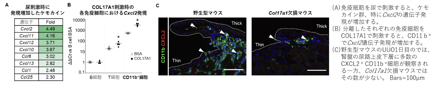 尿とCOL17A1は免疫細胞からのケモカイン産生を誘導した。