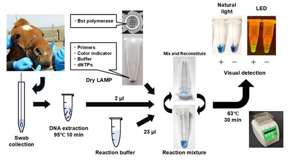 図4. 鼻疽菌と類鼻疽菌を特異的に検出する新規dry LAMP法