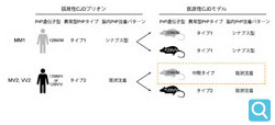 医原性CJDモデルの病型多様性